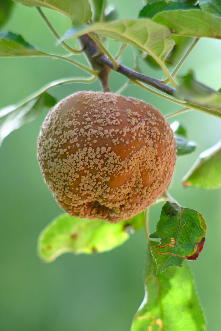 Σκληρυντικός λειχήνας (LS)